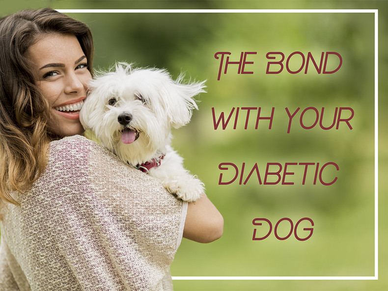 The Bond With Your Diabetic Dog