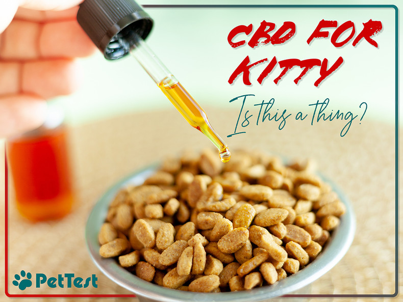 CBD for Kitty – Is This a Thing?