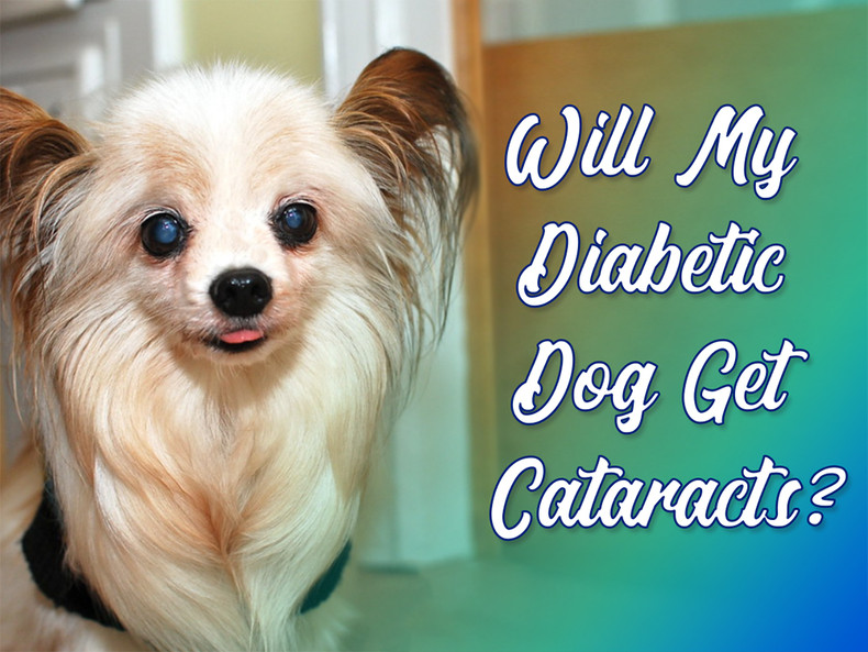 Will My Diabetic Dog Get Cataracts?