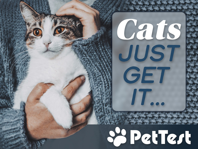 ​Cats Just Get It