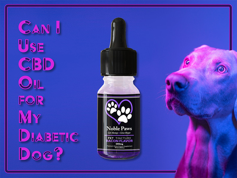 Can I Use CBD Oil for My Diabetic Dog?