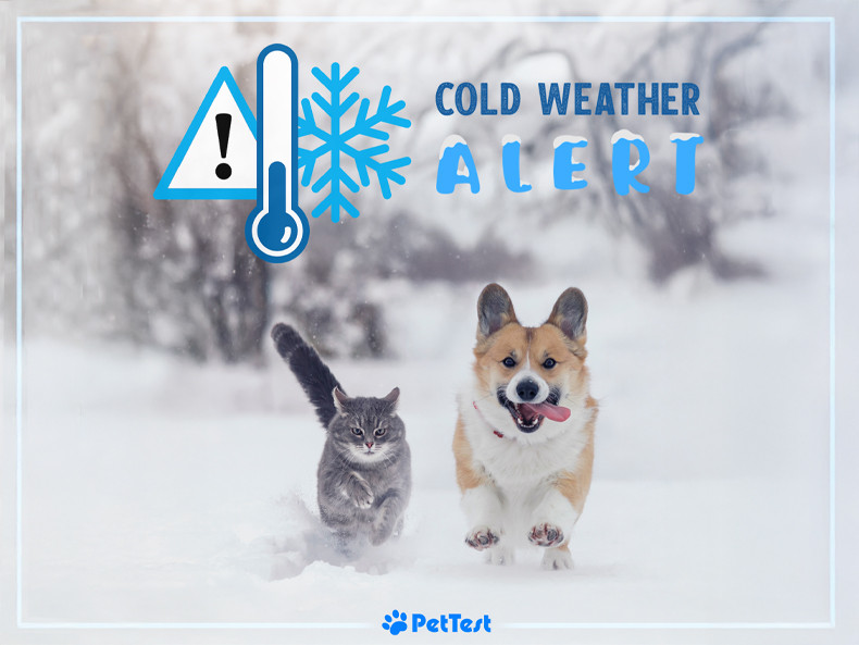 Tips to Keep Your Furry Friends Safe and Warm