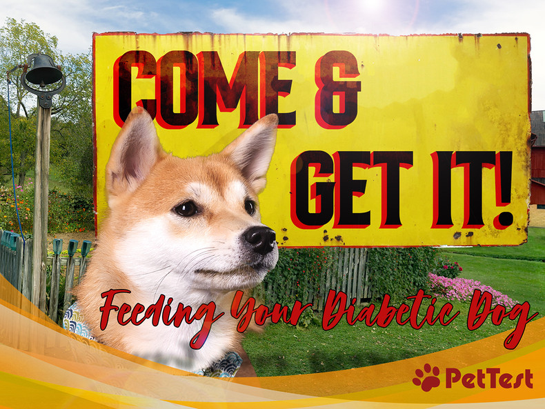 Come and Get It! Feeding Your Diabetic Dog