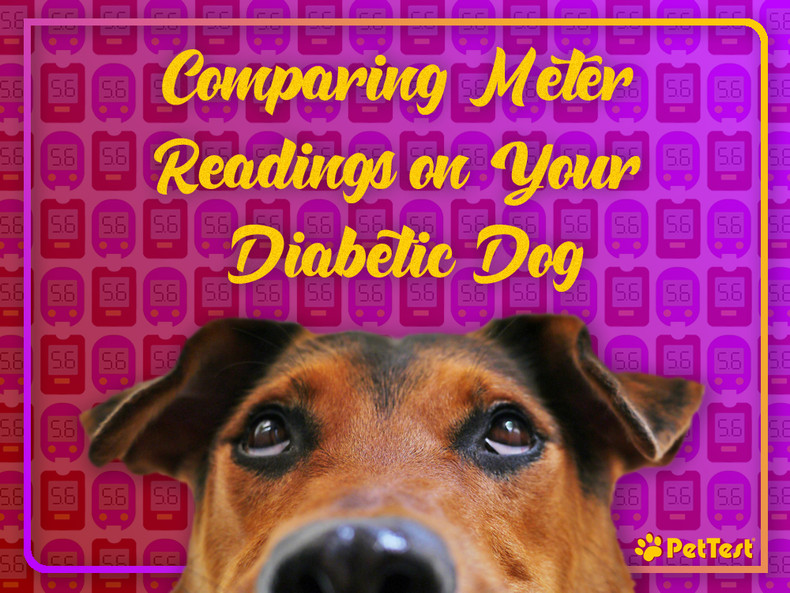 ​Comparing Meter Readings on Your Diabetic Dog