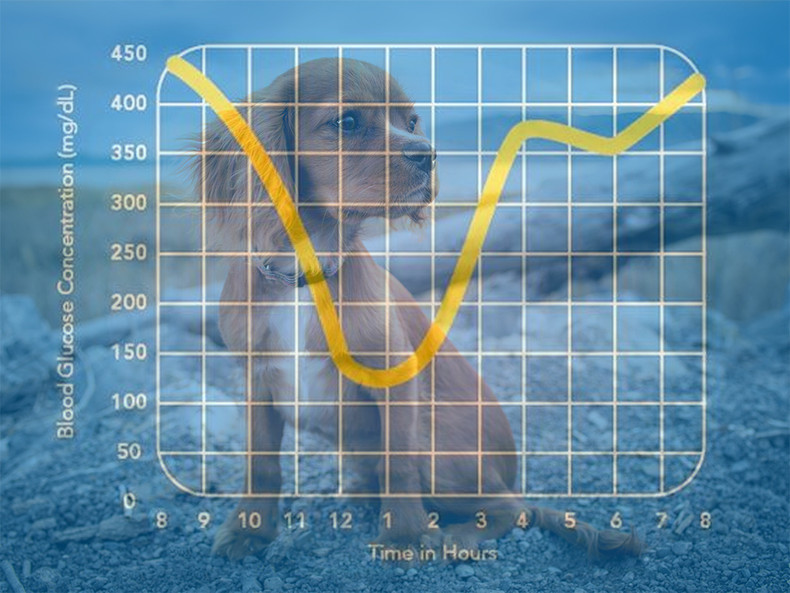 How to do a Curve on my Diabetic Dog (and Why)