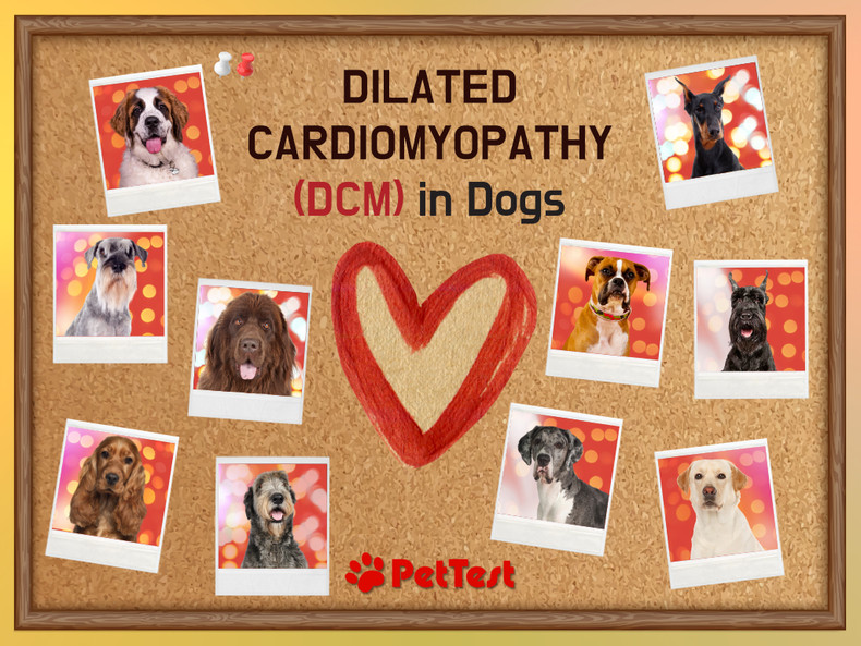 Dilated Cardiomyopathy (DMC) in Dogs 