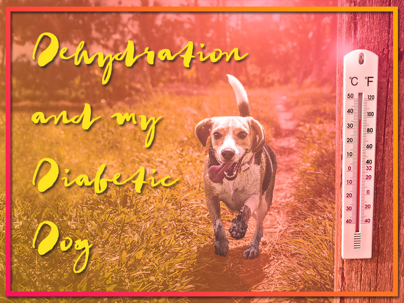 Dehydration and My Diabetic Dog