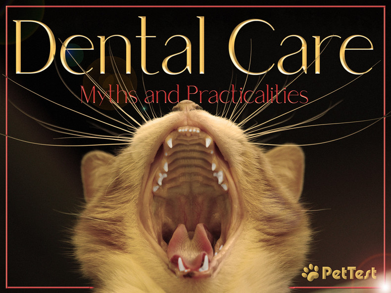 Dental Care for Kitty – Myths and Practicalities