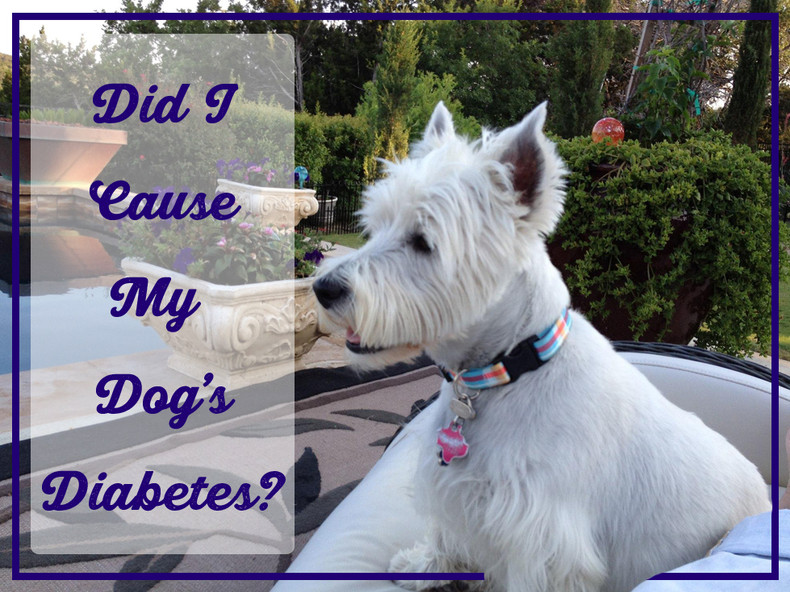 Did I Cause Diabetes in My Dog? 