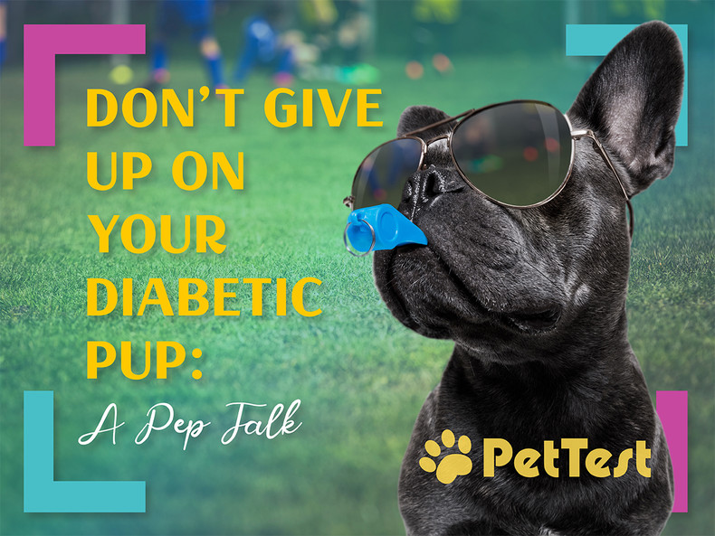 ​Don’t Give Up on Your Diabetic Pup