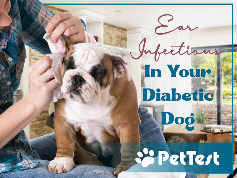 ​Ear Infections In Your Diabetic Dog