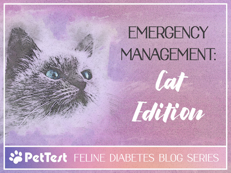 Emergency Management: Cat Edition