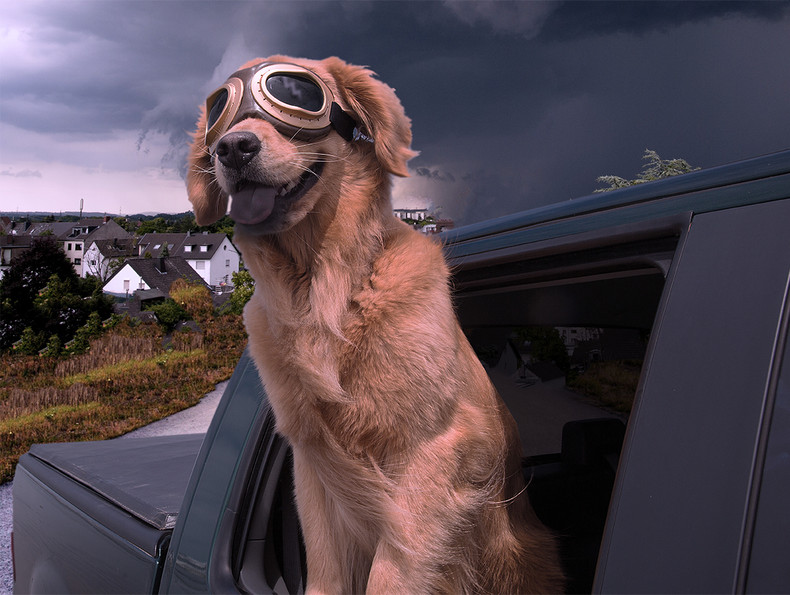 Are You Ready to Evacuate With Your Diabetic Dog?
