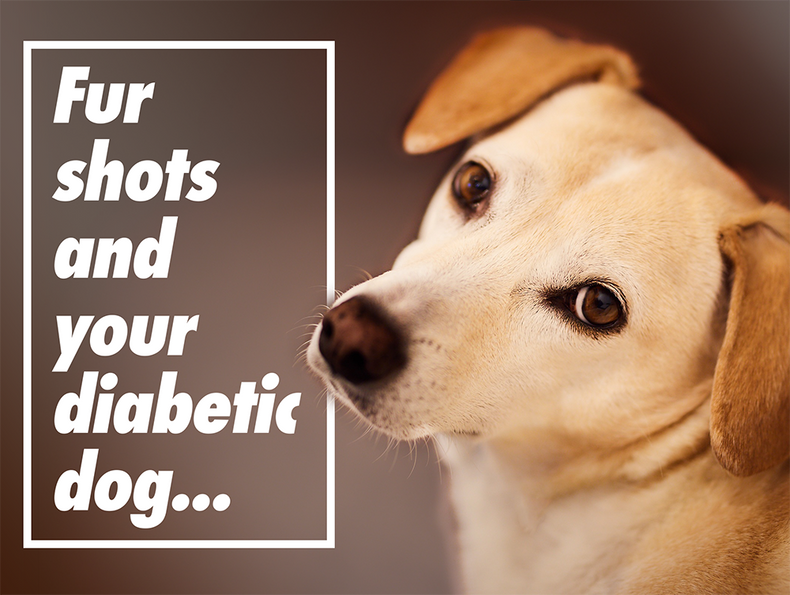 Uh-Oh Fur Shots and Your Diabetic Dog