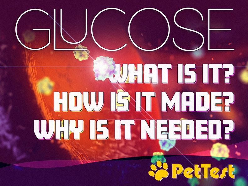Glucose:  What Is It, How It's Made and Why It's Needed