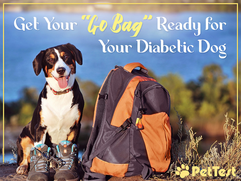 ​Get Your “Go Bag” Ready for Your Diabetic Dog