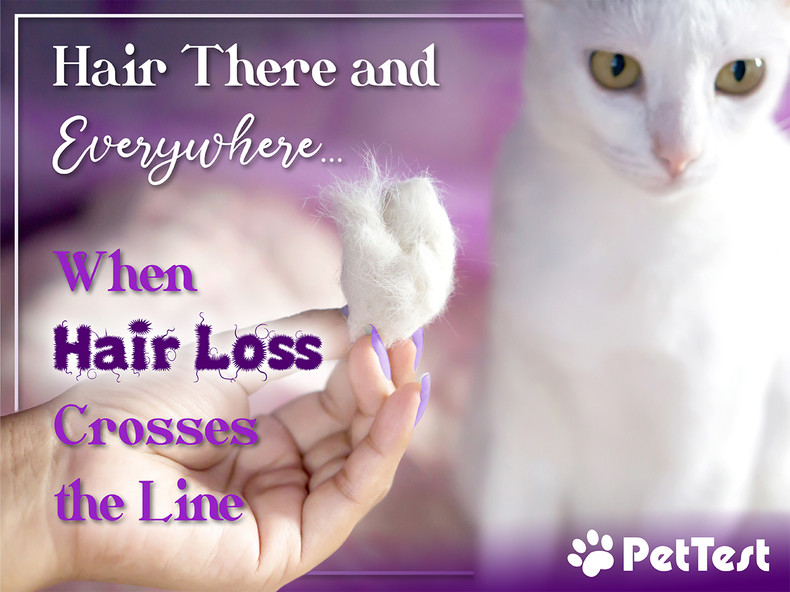 Hair There and Everywhere – When Hair Loss Crosses the Line