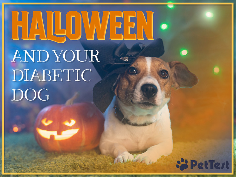 ​Halloween and Your Diabetic Dog