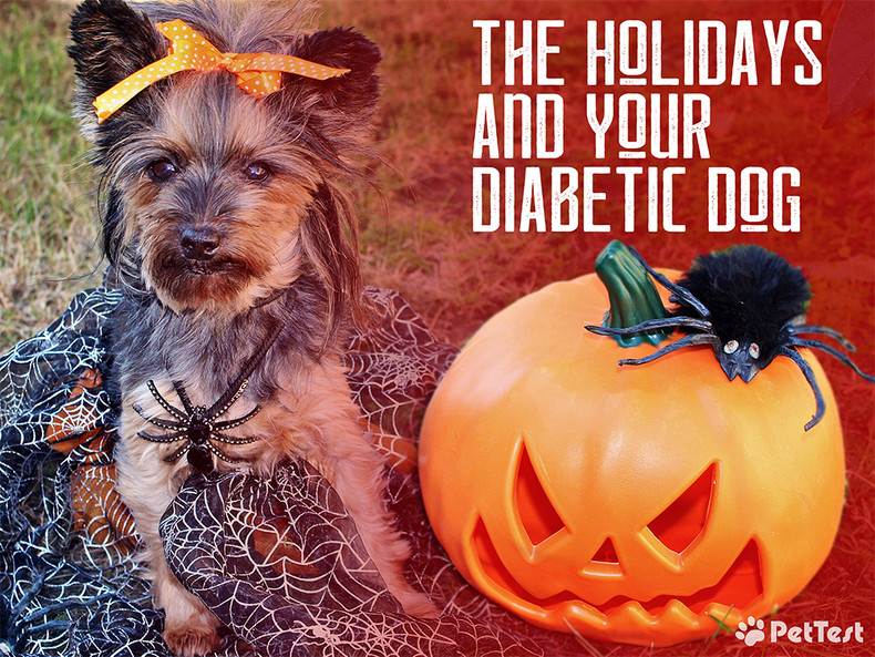 ​The Holidays and Your Diabetic Dog
