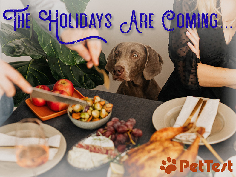 The Holidays Are Coming... Keep Your Diabetic Pup Safe