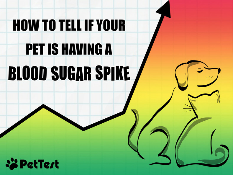 ​How To Tell if Your Pet Is Having a Blood Sugar Spike