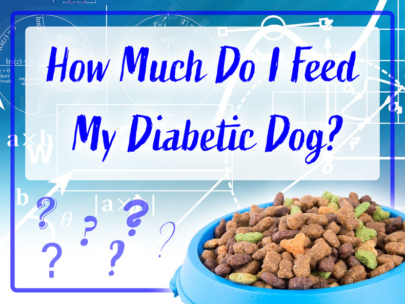 How Much Do I Feed My Diabetic Dog