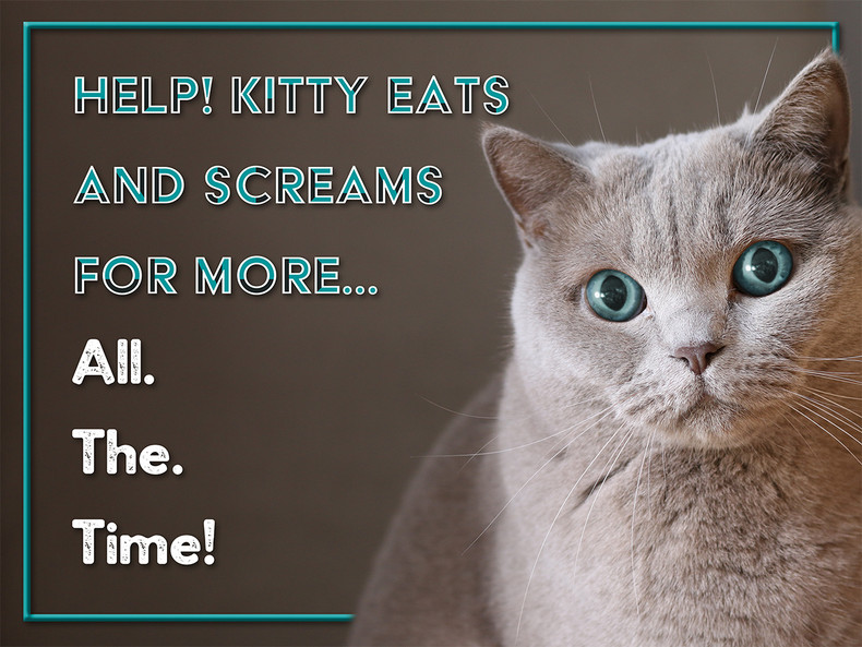 Help! Kitty Eats and Screams for More… All. The. Time!