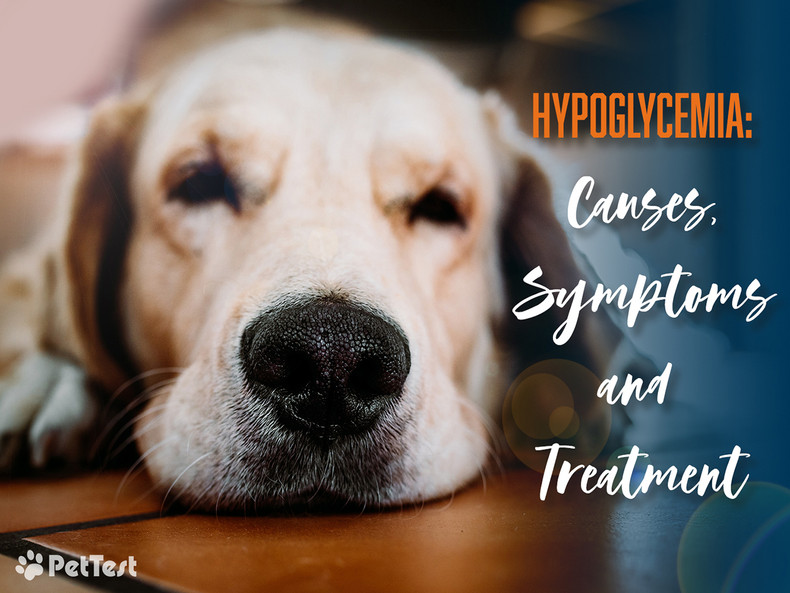 Hypoglycemia: Causes, Symptoms, and Treatment