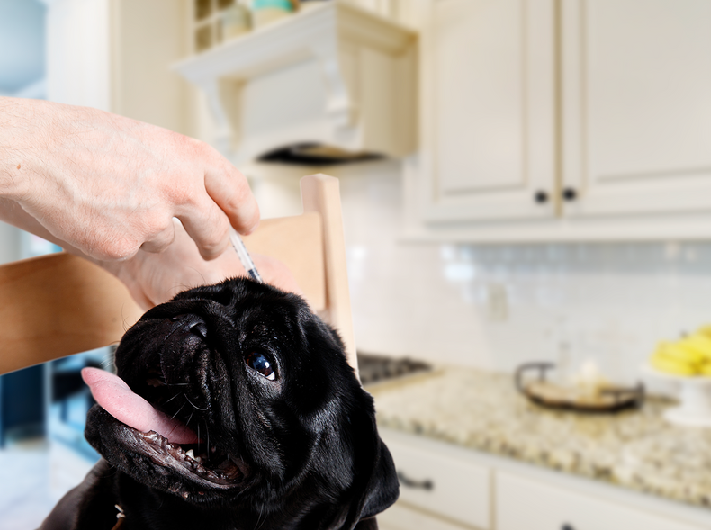 Testing Your Diabetic Dog, A Deeper Dive