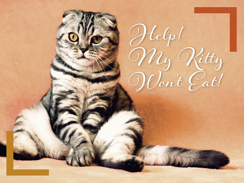 ​Help! My Kitty Will Not Eat!