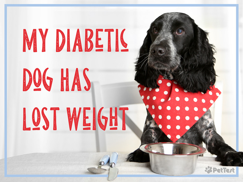 My Diabetic Dog Has Lost Weight
