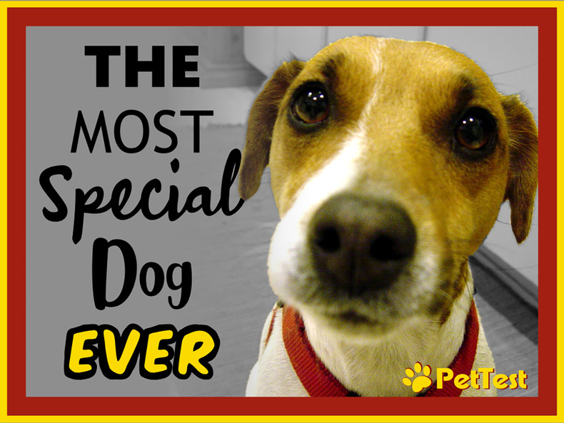 The Most Special Dog EVER!