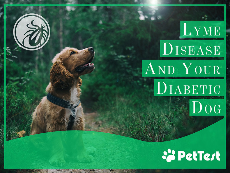 ​Lyme Disease and Your Diabetic Dog