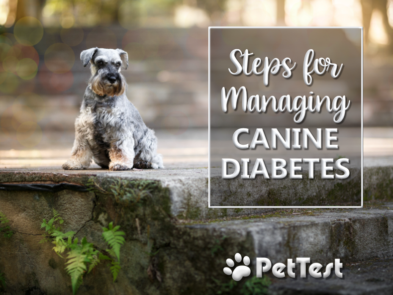 ​Steps for Managing Canine Diabetes
