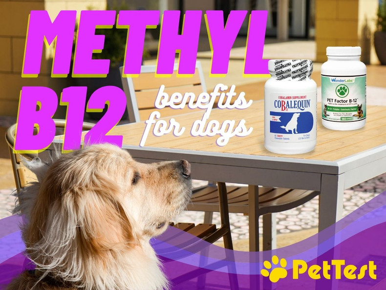 ​Cobalamin (B12): Why Our Diabetics Dogs Need It & Why We Should Supplement!