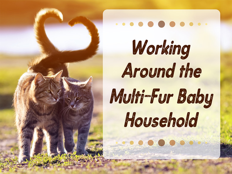 Working Around the Multi-Fur Baby Household
