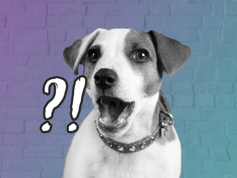 My Dog has WHAT?!