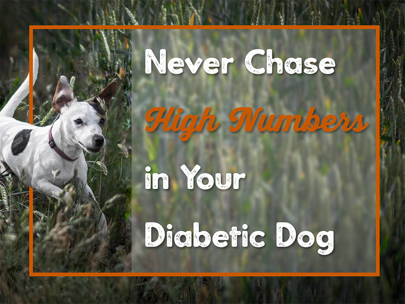 ​Never Chase High Numbers in Your Diabetic Dog