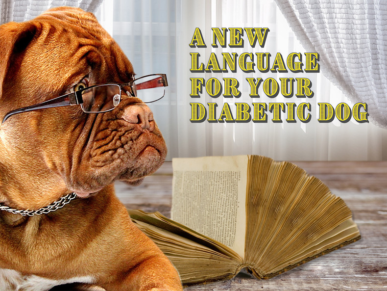 A New Language for Your Diabetic Dog 