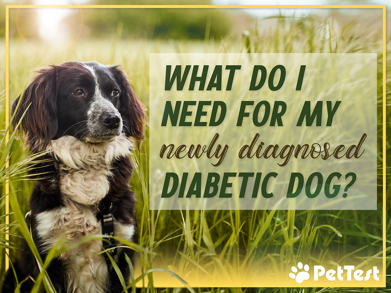 What Do I Need For My Newly Diagnosed Diabetic Dog?