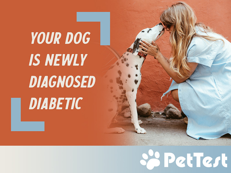 ​Your Dog Is Newly Diagnosed Diabetic
