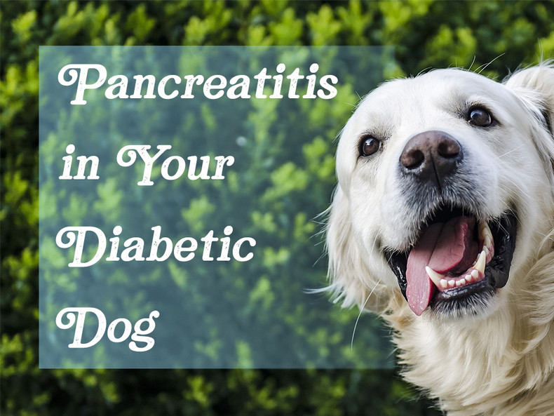 ​Pancreatitis in Your Diabetic Dog