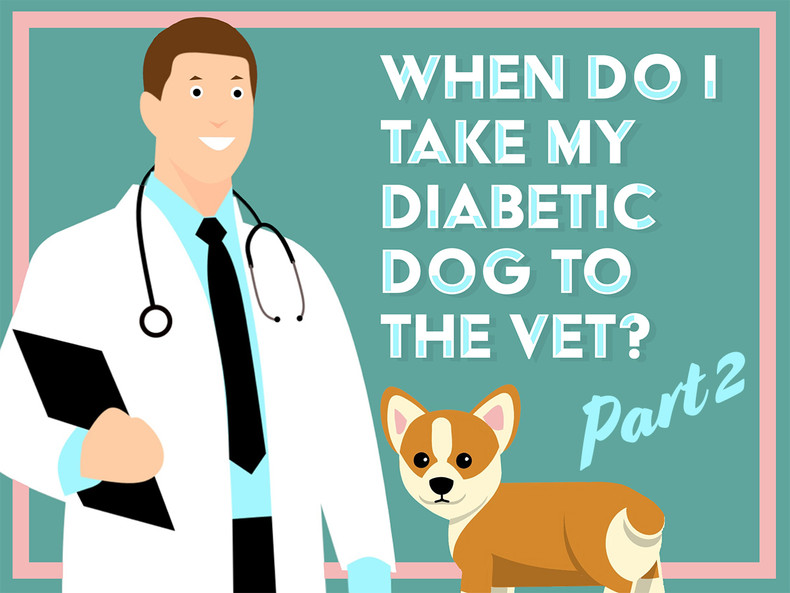 When Do I Take My Diabetic Dog to the Vet Part 2