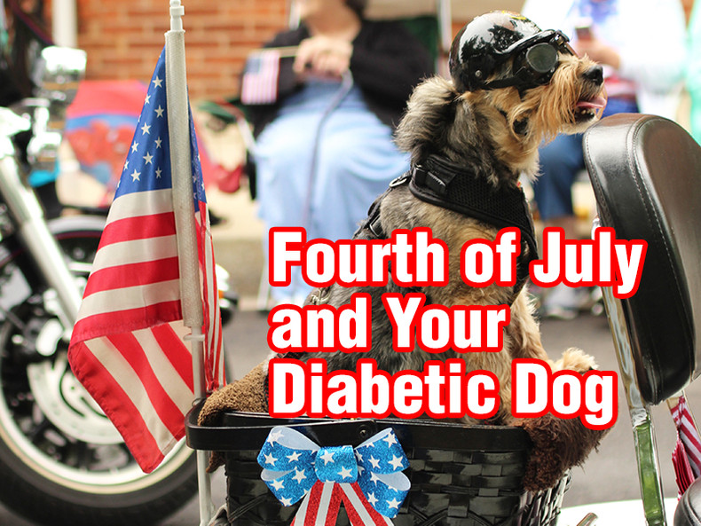 Fourth of July With Your Diabetic Dog 