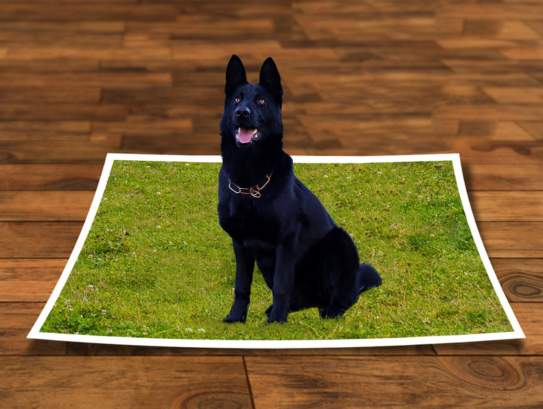 Perspective and Your Diabetic Dog