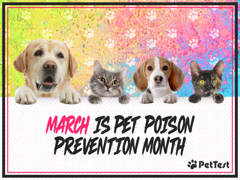 March is Pet Poison Prevention Month