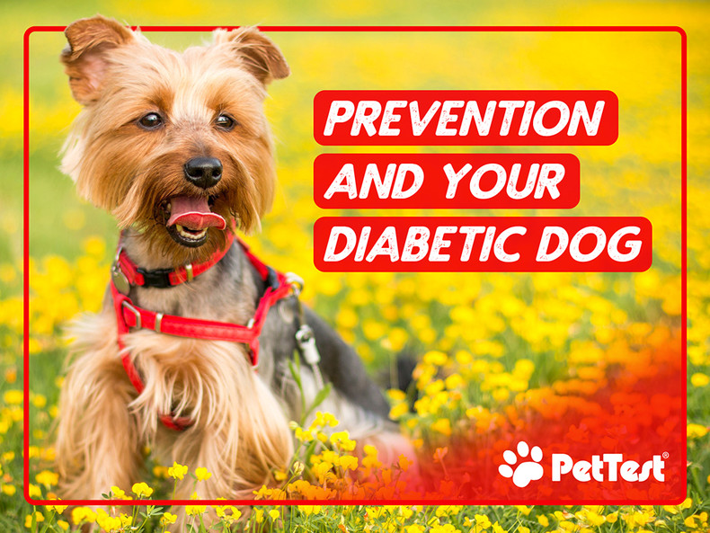 ​Prevention and Your Diabetic Dog