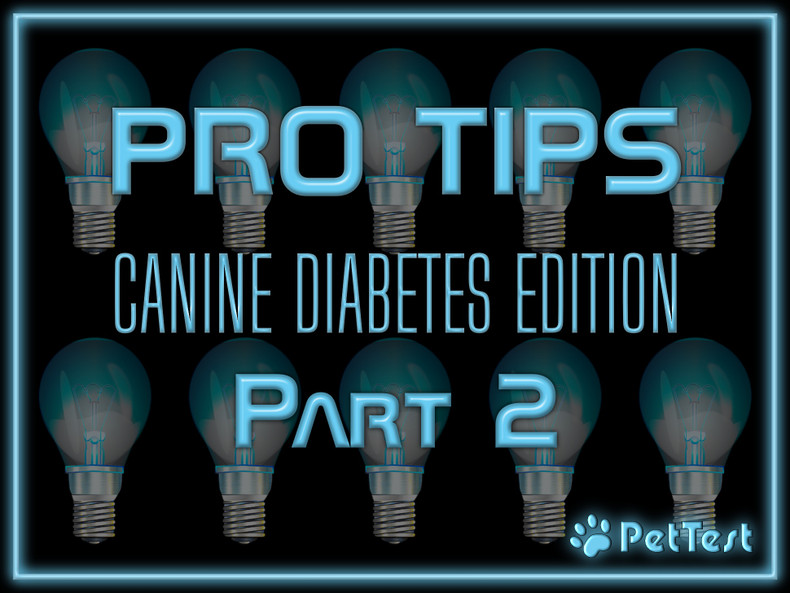 Pro Tips: Canine Diabetes Edition Pt. 2 