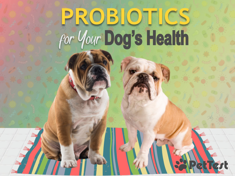 Probiotics for Your Dog's Health