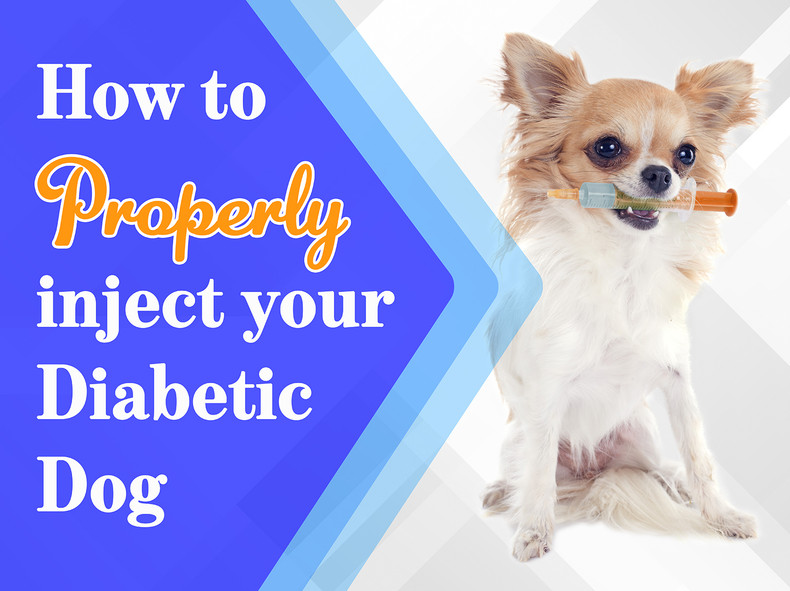 How to Properly Inject Your Diabetic Dog